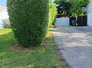 Bush Trimming by John Hernandez for Ismael V. in Miami, FL