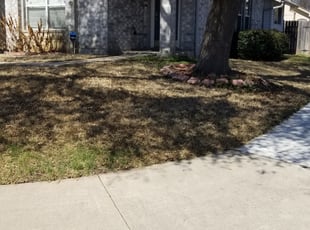Leaf Removal by Jones Perkins for Mike S. in Pflugerville, TX