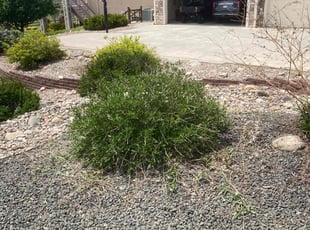 Bush Trimming by Lucas Hunt for Robin G. in Monument, CO