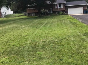 Denisa S.'s Yard Cutting service result