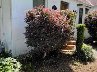 Bush Trimming by Bryan Oren for Elizabeth T. in Norfolk, VA