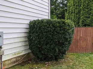 Bush Trimming by David Peters for Maria R. in Burke, VA