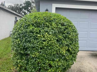 Bush Trimming by Ramon Taguja for Leniecia A. in Brandon, FL