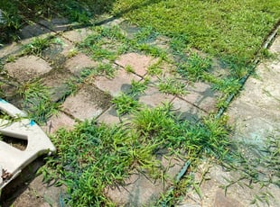 Weeding by Taylor Dodson for SHakira T. in Virginia Beach, VA