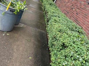 Bush Trimming by Vincent Daniele for Dakota G. in Pittsburgh, PA