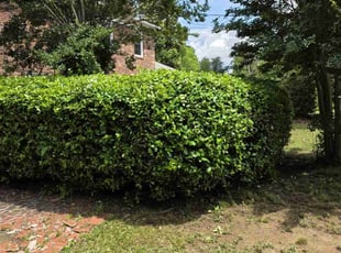 Bush Trimming by Kyle Bryant for Wendy Z. in Greenville, SC