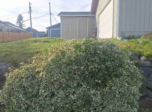 Bush Trimming by Robert Martin for Hannah K. in Everett, WA