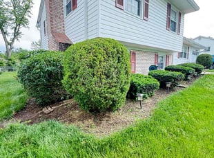 Bush Trimming by Carlos Portillo for Mike M. in Alexandria, VA