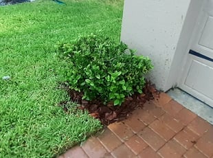 Mulching by Minh Duong for Ashley W. in Ocoee, FL