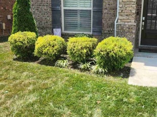 Bush Trimming by Gabriel Greene for Sean W. in Murfreesboro, TN