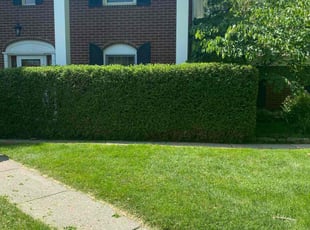 Bush Trimming by Adrian Franco-Gonzalez for Tony S. in Toledo, OH