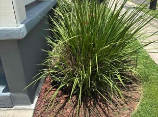 Weeding by Brandi Juluke for Rebecca F. in New Orleans, LA