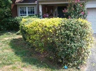 Bush Trimming by Caleb Patton for Brandon A. in Cincinnati, OH
