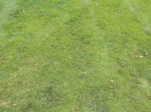 Jasmin A.'s Yard Cutting service result