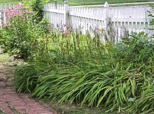 Weeding by Lamonee Jackman for Katie W. in Omaha, NE