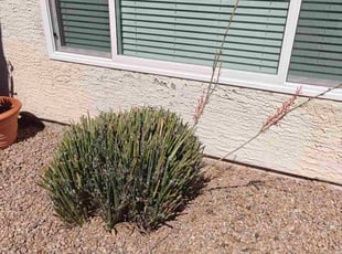 Bush Trimming by Marvin Gray for Genevieve L. in Phoenix, AZ