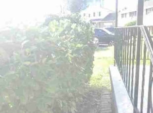 Bush Trimming by Chris Stewart for TyReisha P. in Washington, DC