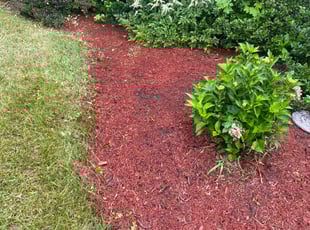 Weeding by James Serio for Michael S. in Rochester, NY
