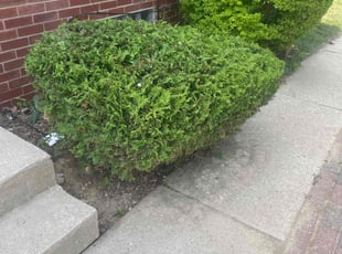 Bush Trimming by Joshua Ojeda for Katie K. in Milwaukee, WI