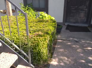 Bush Trimming by Gralin Johnson for 3220Walton Ave Fort worth, TX 76133 B. in Fort worth, Tx