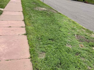 Cleanups by Zach Davis for Dawn T. in Denver, CO