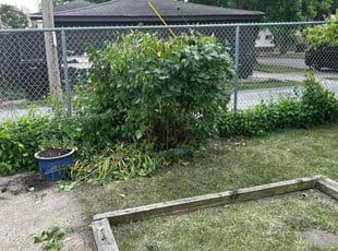 Bush Trimming by Maurice Williams for Laverne B. in Chicago, IL