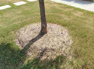 Weeding by Thomas Rodriguez for Anthony B. in Austin, TX