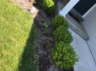 Bush Trimming by Jennifer Villanueva for Brock M. in O'Fallon, MO