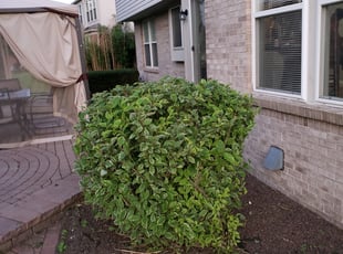 Bush Trimming by Khalil Fahes for lawn love - kristin U. in canton, MI