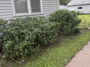 Bush Trimming by Zachery Riedberger for Robbin S. in Minneapolis, MN