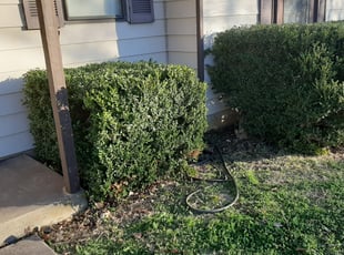 Bush Trimming by Gary Joy for Luis T. in Euless, TX