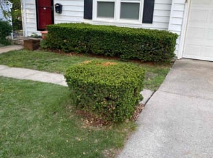 Bush Trimming by Garrick Murphy for Alexis T. in Prairie Village, KS