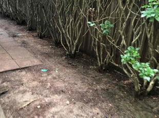 Leaf Removal by Jameel Murry for Ryan S. in Columbia, SC