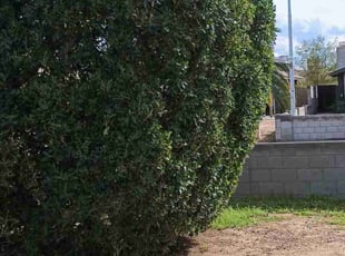 Bush Trimming by Cain Pena for Kelly G. in Phoenix, AZ