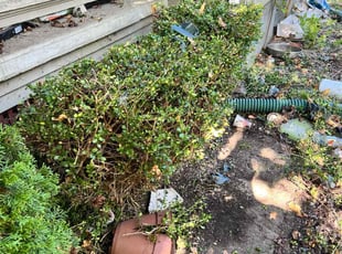 Bush Trimming by Kyran Bishop for Terrie T. in Dayton, OH