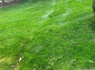 Holly A.'s Yard Cutting service result