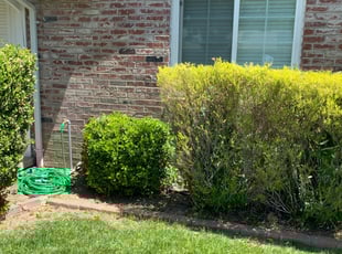 Bush Trimming by Jonathan Allen for Mary S. in Sacramento, CA