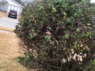 Bush Trimming by Kevin (Jesus) Valencia for Gwen R. in Carrollton, TX
