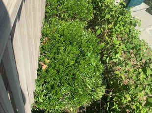 Tammy C.'s Bush Trimming service result