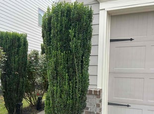 Bush Trimming by Dutch Lawn Care for Satya K. in Cumming, GA
