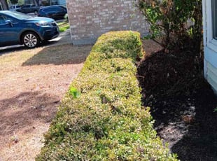 Bush Trimming by Eduardo Santoyo for Melissa R. in Houston, TX