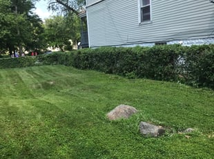 Bush Trimming by William McCoy for Kimberly M. in Chicago, IL