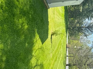 Donna V.'s Lawn Service service result