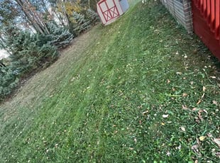 Lee B.'s Lawn Mowing service result