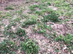 Leaf Removal by Donnie Jeffries for Laura M. in Springfield, MO