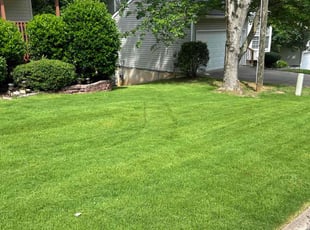 Tiffany S.'s Lawn Service service result