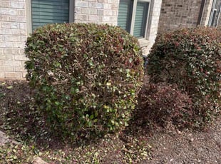 Bush Trimming by Jermaine Huguley for Chanelle G. in Atlanta, GA