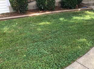 Bush Trimming by Ines Pereira for Matthew C. in Woodbridge, VA