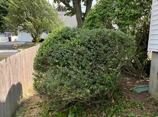 Bush Trimming by Ricardo Lopez for Derek W. in Weymouth, MA