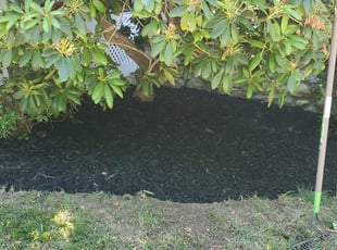 Mulching by Percy Esteban Perez for Paul F. in Westwood, MA